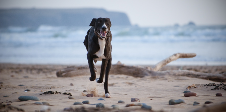 Search Dog Friendly Cottages