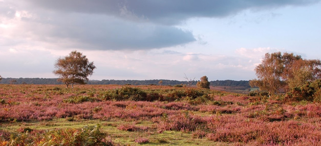 dog friendly breaks new forest