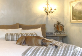 Dog Friendly Hotels