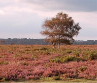 New Forest